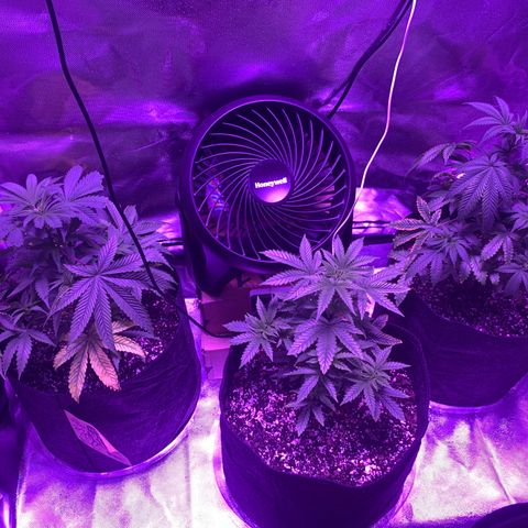 Bruce Banger  #1 growlog timeline photo