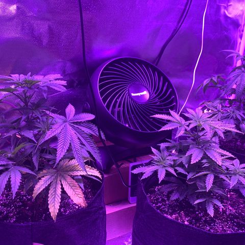 Bruce Banger  #1 growlog timeline photo