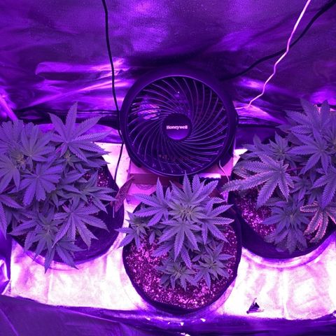 Bruce Banger  #1 growlog timeline photo