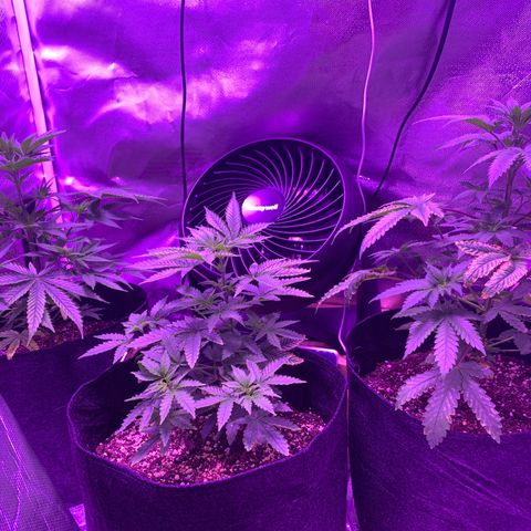 Bruce Banger  #1 growlog timeline photo