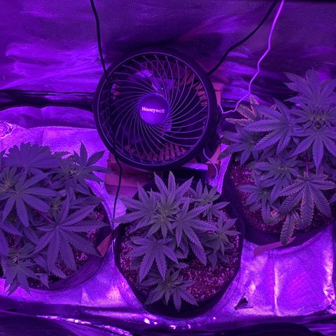 Bruce Banger  #1 growlog timeline photo