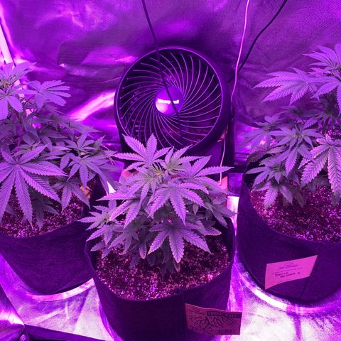 Bruce Banger  #1 growlog timeline photo