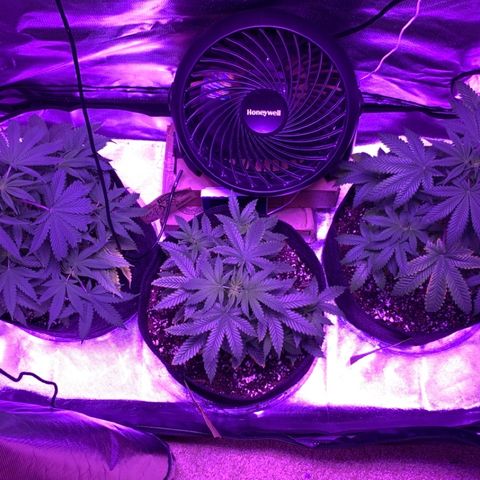Bruce Banger  #1 growlog timeline photo