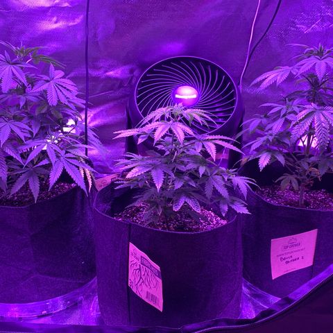 Bruce Banger  #1 growlog timeline photo