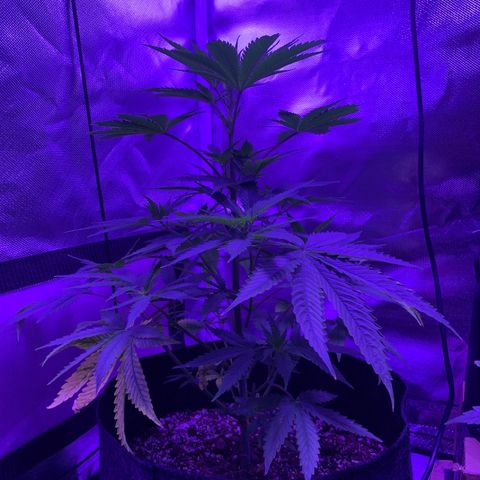 Bruce Banger  #1 growlog timeline photo