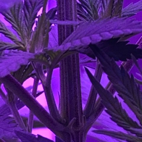 Bruce Banger  #1 growlog timeline photo