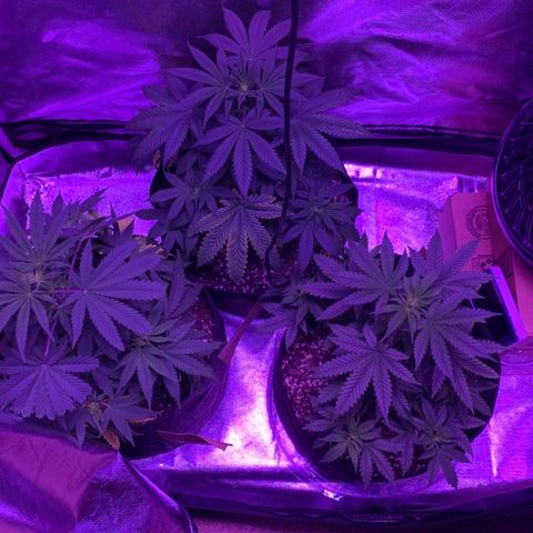 Bruce Banger  #1 growlog timeline photo