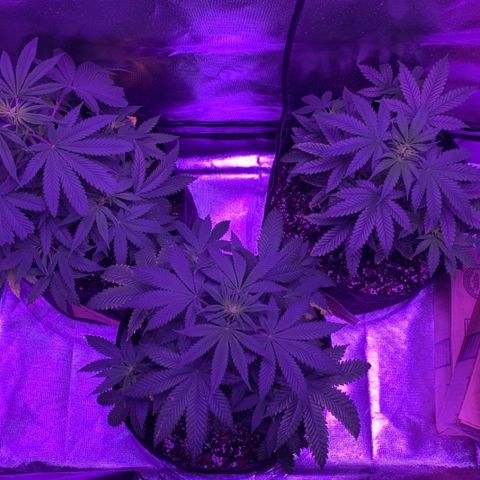 Bruce Banger  #1 growlog timeline photo