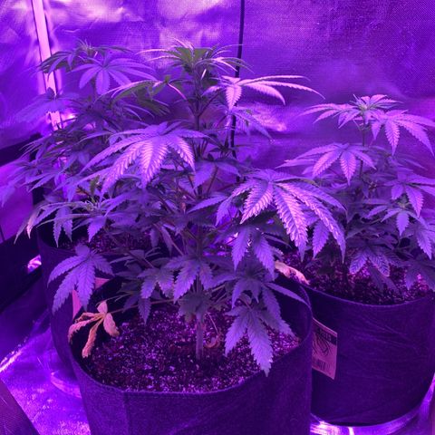 Bruce Banger  #1 growlog timeline photo