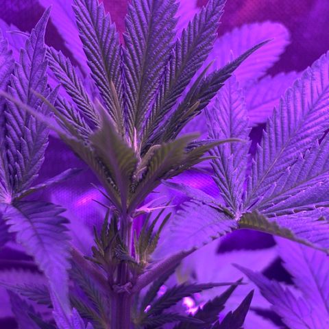Bruce Banger  #1 growlog timeline photo