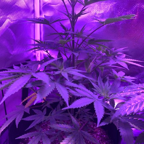 Bruce Banger  #1 growlog timeline photo