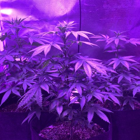 Bruce Banger  #1 growlog timeline photo