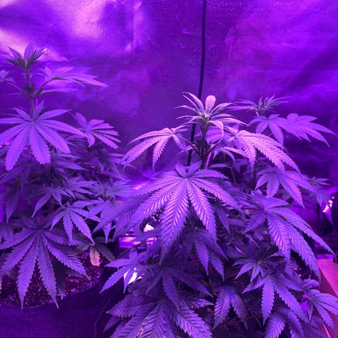 Bruce Banger  #1 growlog timeline photo