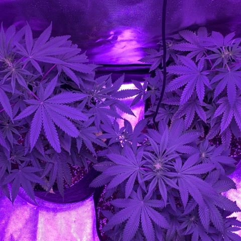 Bruce Banger  #1 growlog timeline photo