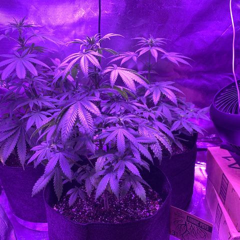 Bruce Banger  #1 growlog timeline photo