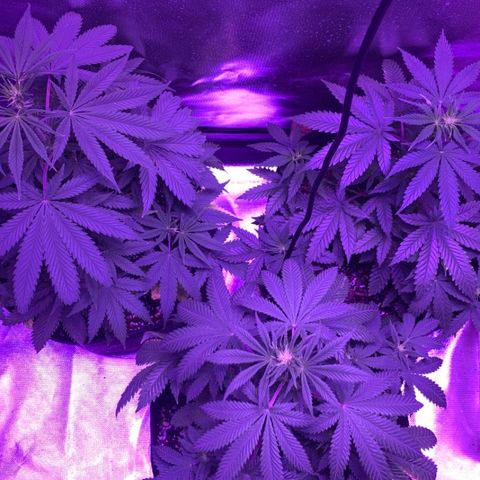 Bruce Banger  #1 growlog timeline photo