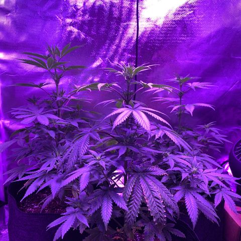 Bruce Banger  #1 growlog timeline photo