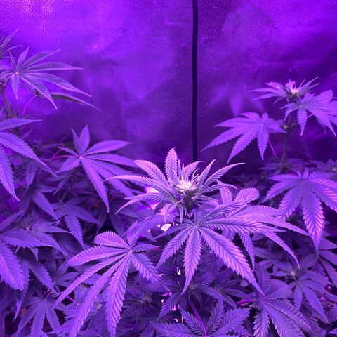 Bruce Banger  #1 growlog timeline photo