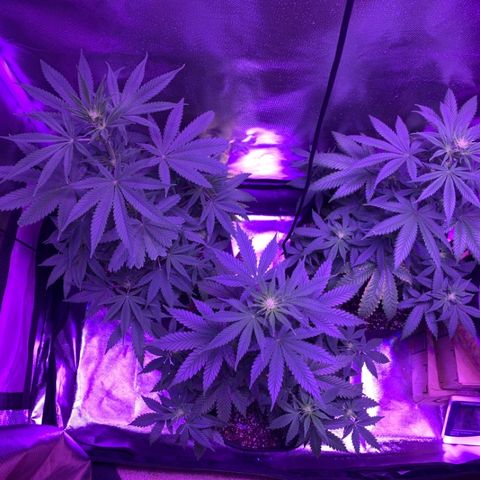 Bruce Banger  #1 growlog timeline photo