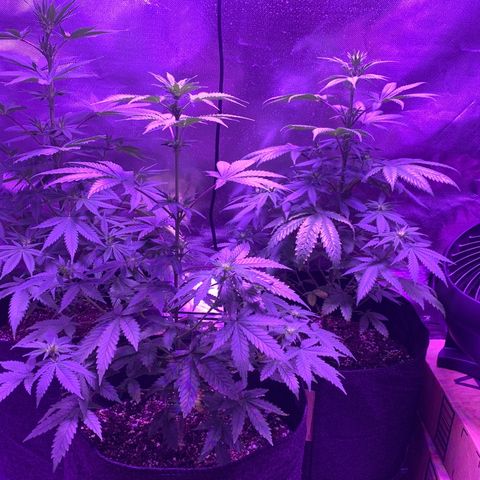 Bruce Banger  #1 growlog timeline photo