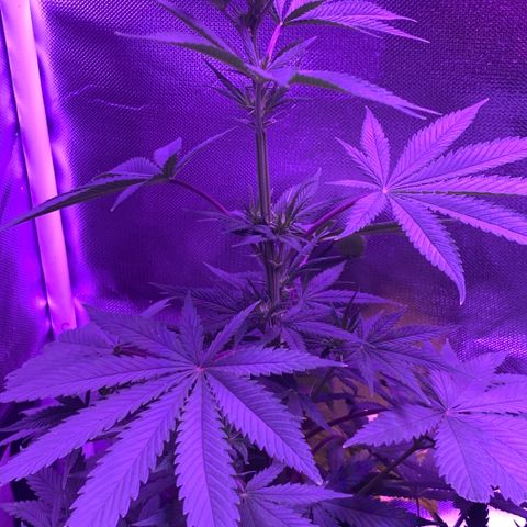 Bruce Banger  #1 growlog timeline photo