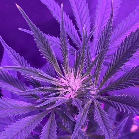 Bruce Banger  #1 growlog timeline photo