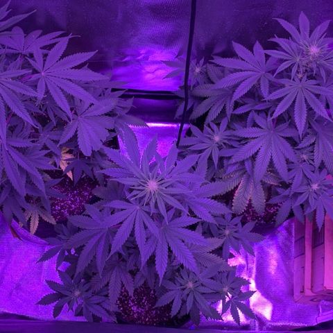 Bruce Banger  #1 growlog timeline photo