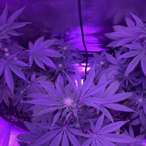 Bruce Banger  #1 growlog timeline photo