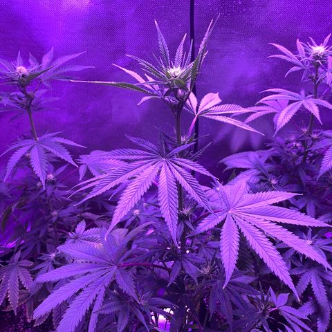 Bruce Banger  #1 growlog timeline photo