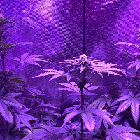 Bruce Banger  #1 growlog timeline photo