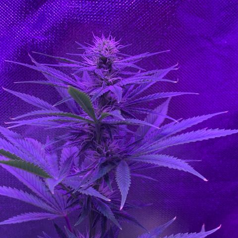 Bruce Banger  #1 growlog timeline photo