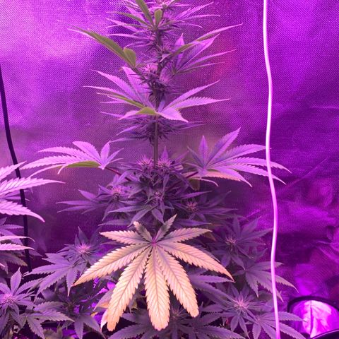 Bruce Banger  #1 growlog timeline photo