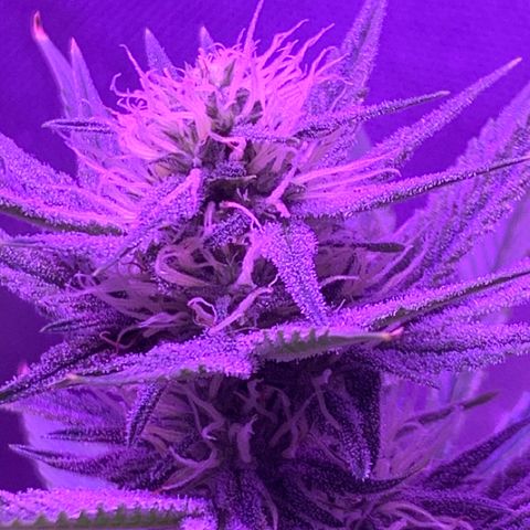 Bruce Banger  #1 growlog timeline photo