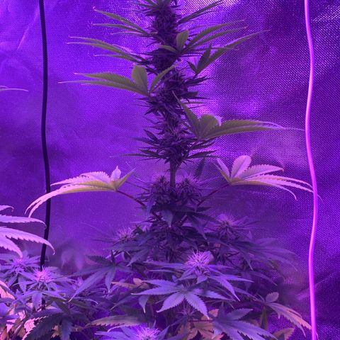 Bruce Banger  #1 growlog timeline photo