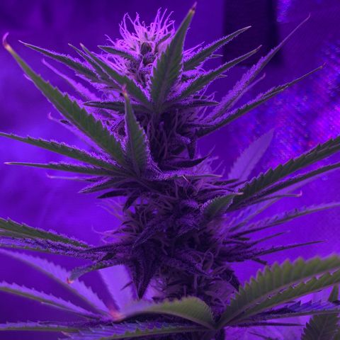 Bruce Banger  #1 growlog timeline photo
