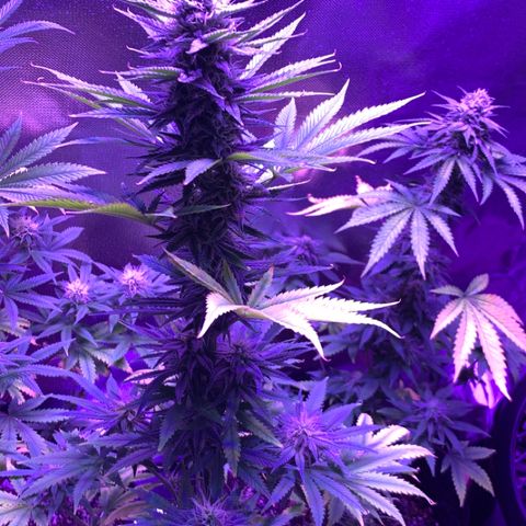 Bruce Banger  #1 growlog timeline photo
