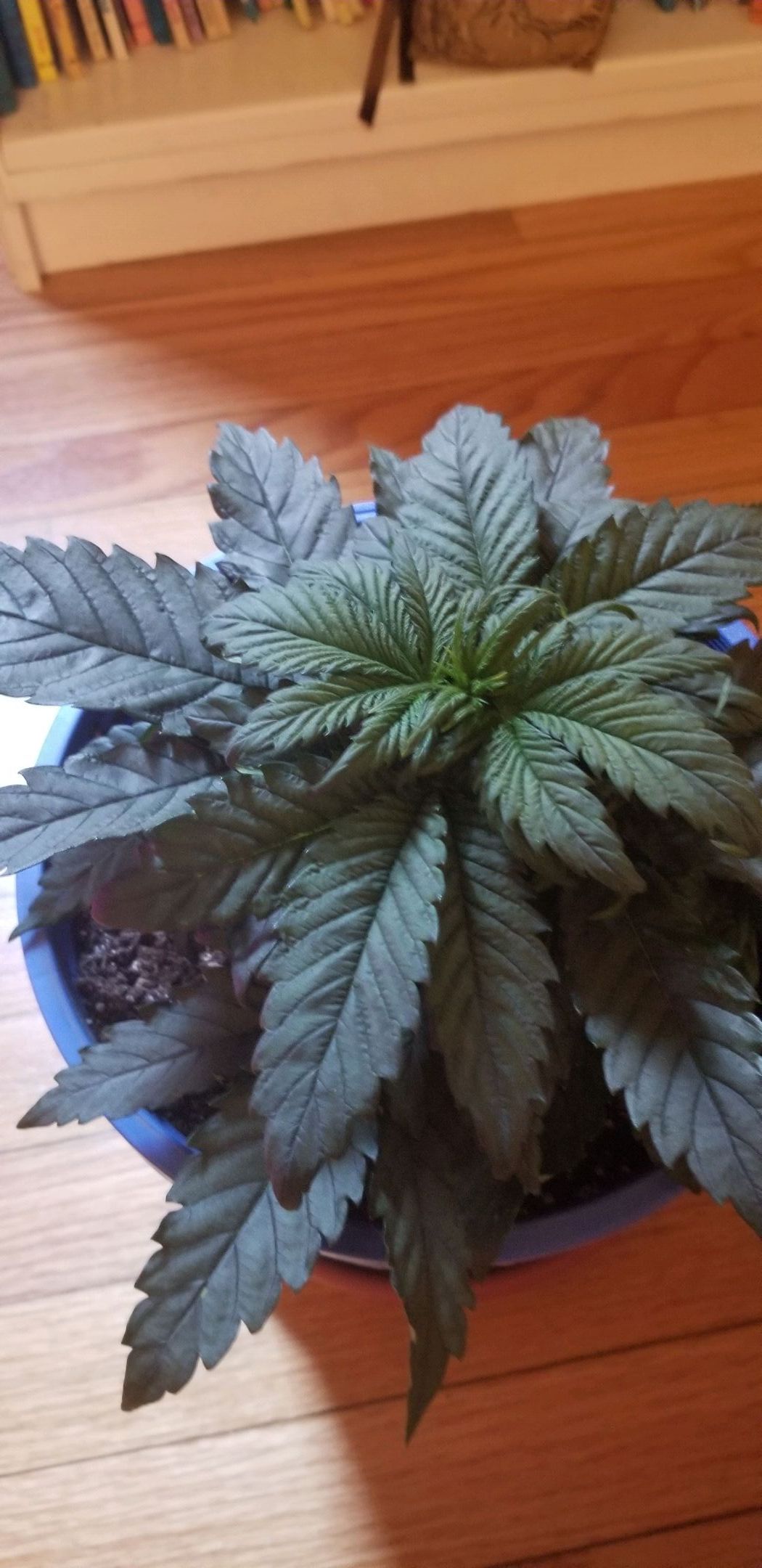 Bravo growlog header
