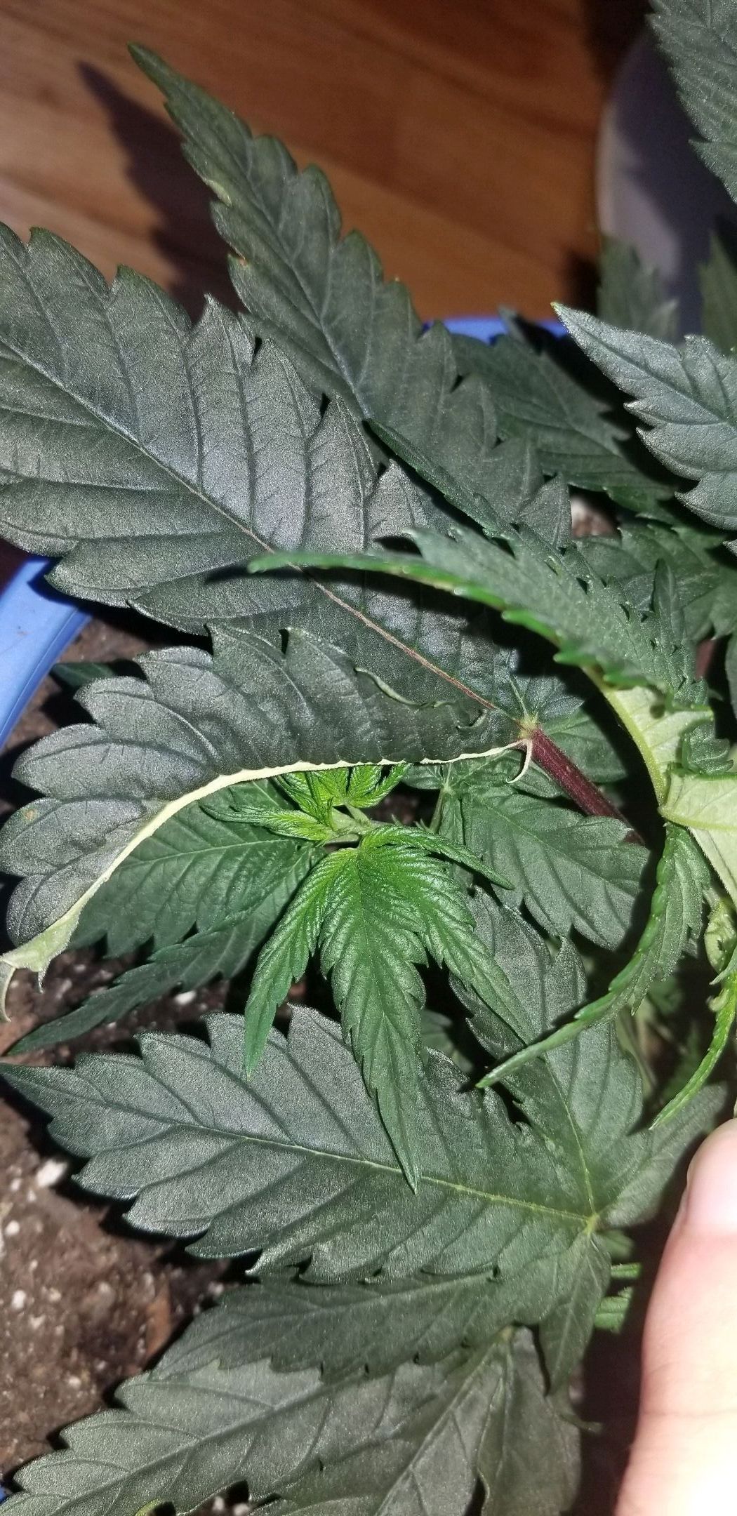 Charlie growlog header