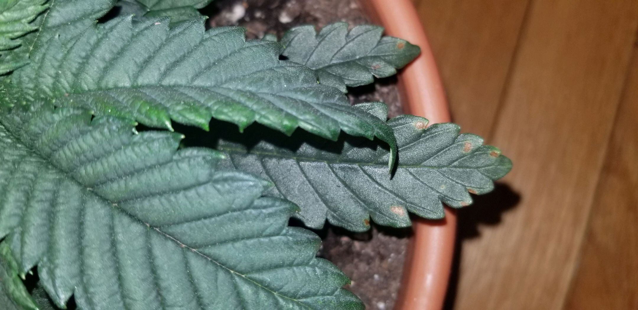 Delta growlog header