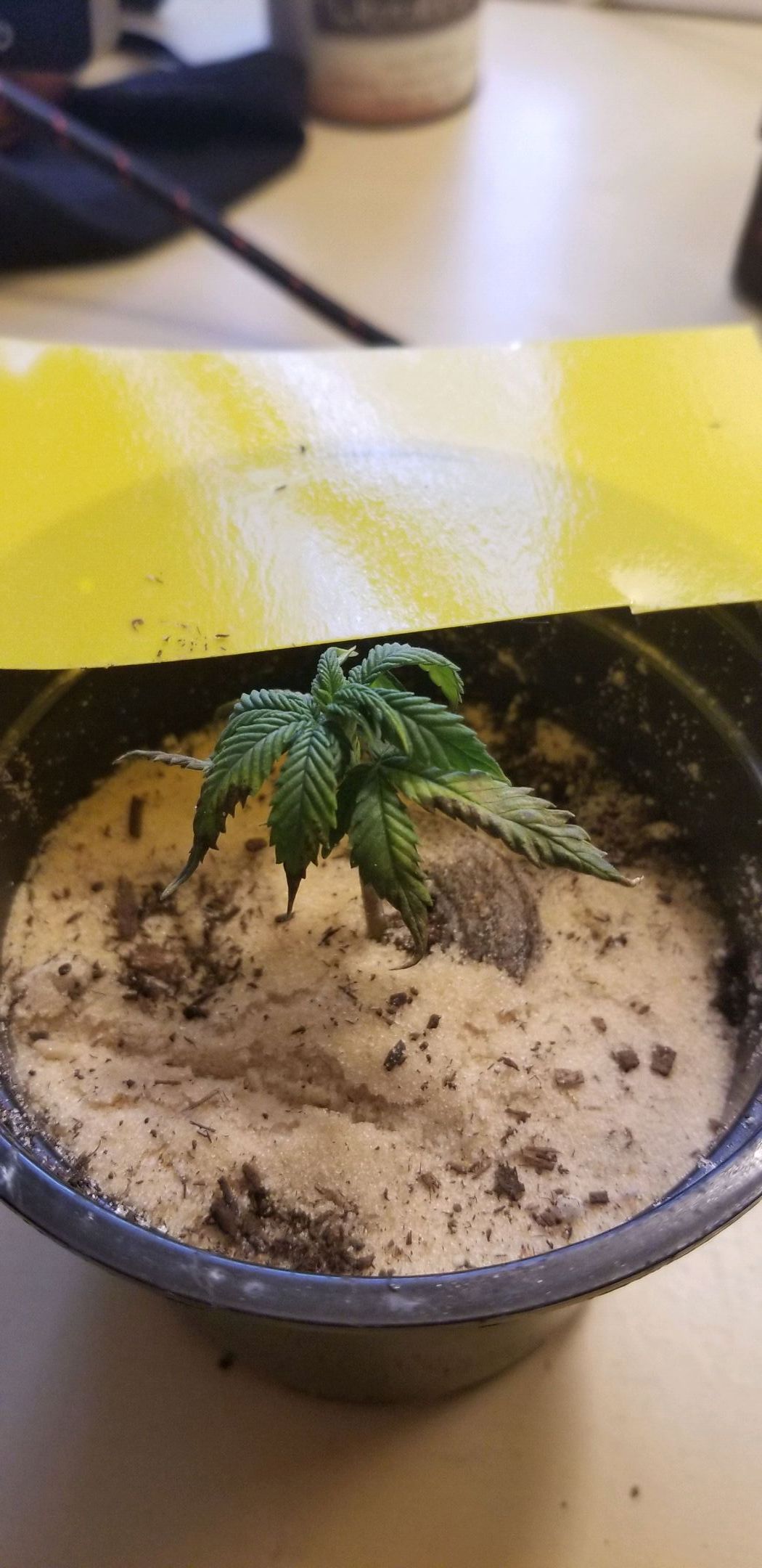 Delta prime (clone) growlog header