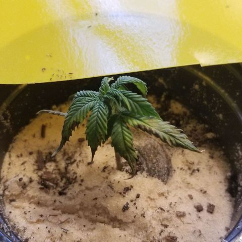 Delta prime (clone) growlog photo