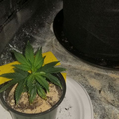 Delta prime (clone) growlog photo