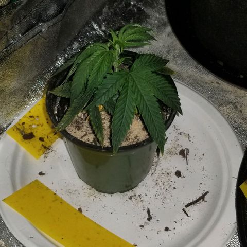 Delta prime (clone) growlog photo