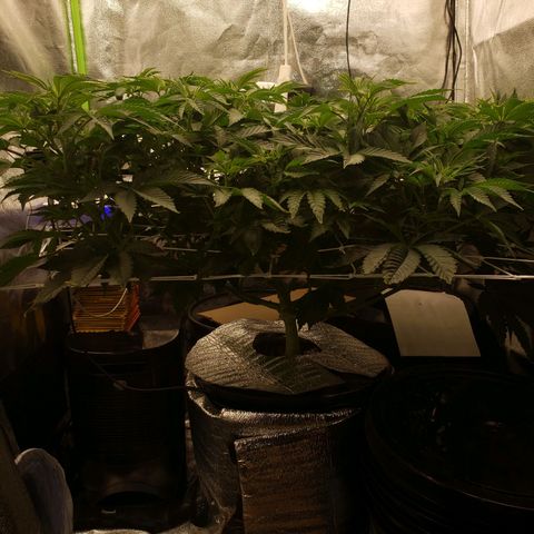 OG strain growlog timeline photo