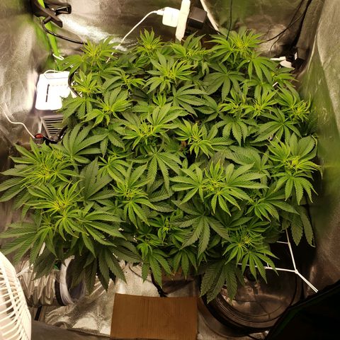 OG strain growlog timeline photo