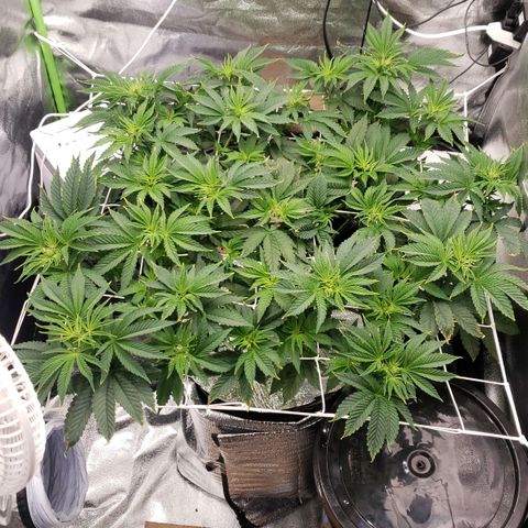 OG strain growlog timeline photo