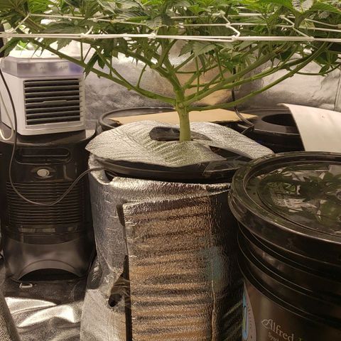 OG strain growlog timeline photo