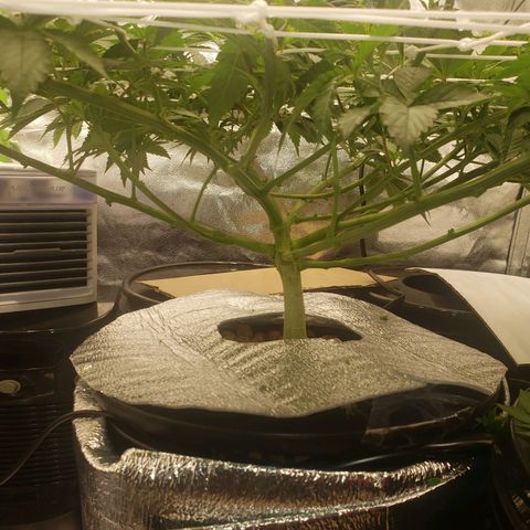 OG strain growlog timeline photo