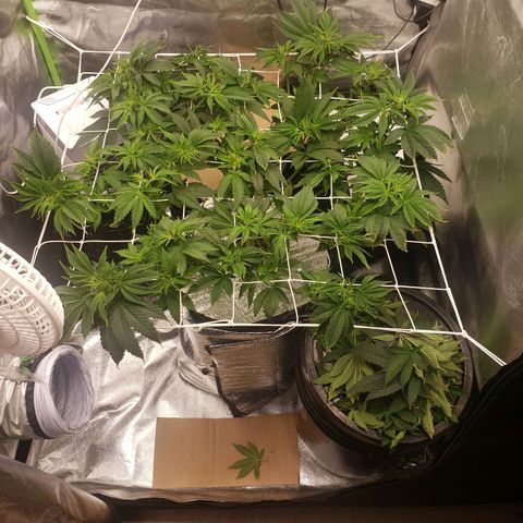 OG strain growlog timeline photo