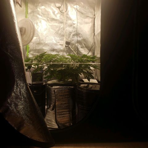OG strain growlog timeline photo